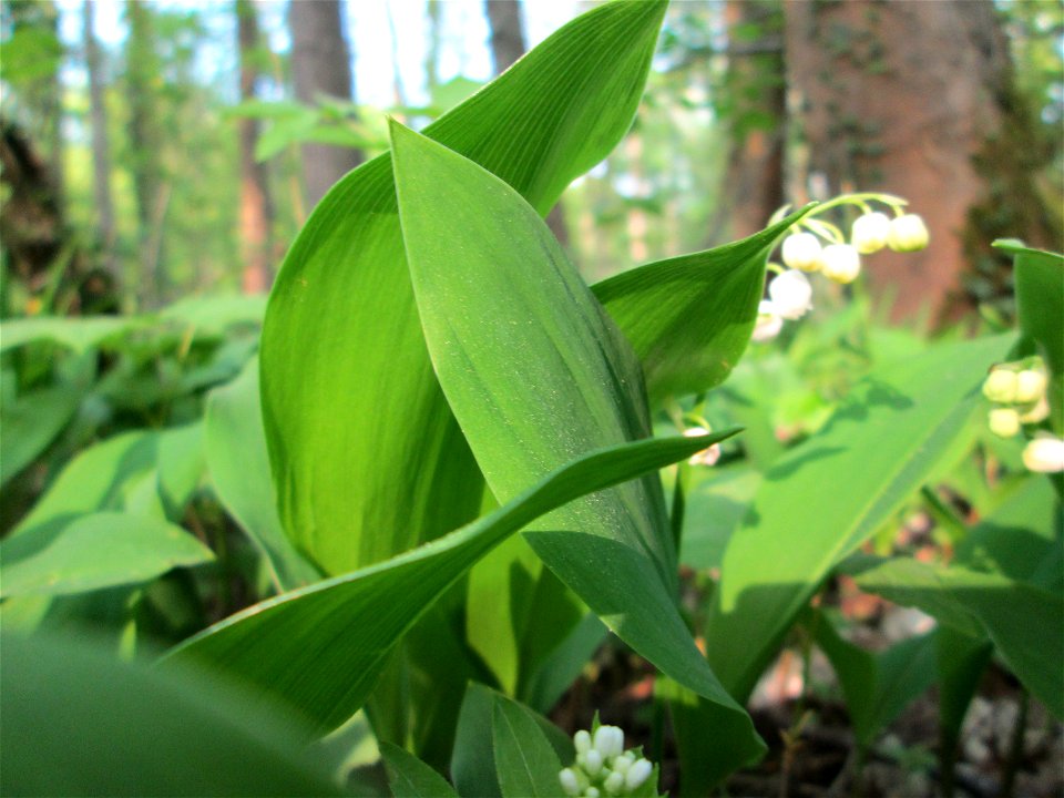 Maiglöckchen (Convallaria majalis) im Unteren Saubusch in der Schwetzinger Hardt