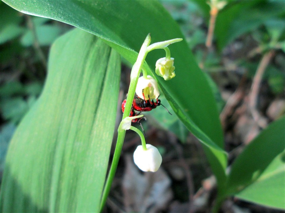 Maiglöckchen (Convallaria majalis) im Unteren Saubusch in der Schwetzinger Hardt