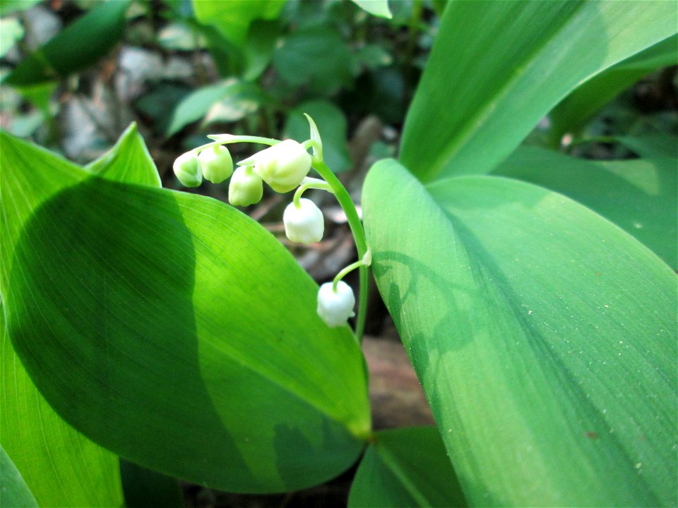 Maiglöckchen (Convallaria majalis) im Unteren Saubusch in der Schwetzinger Hardt