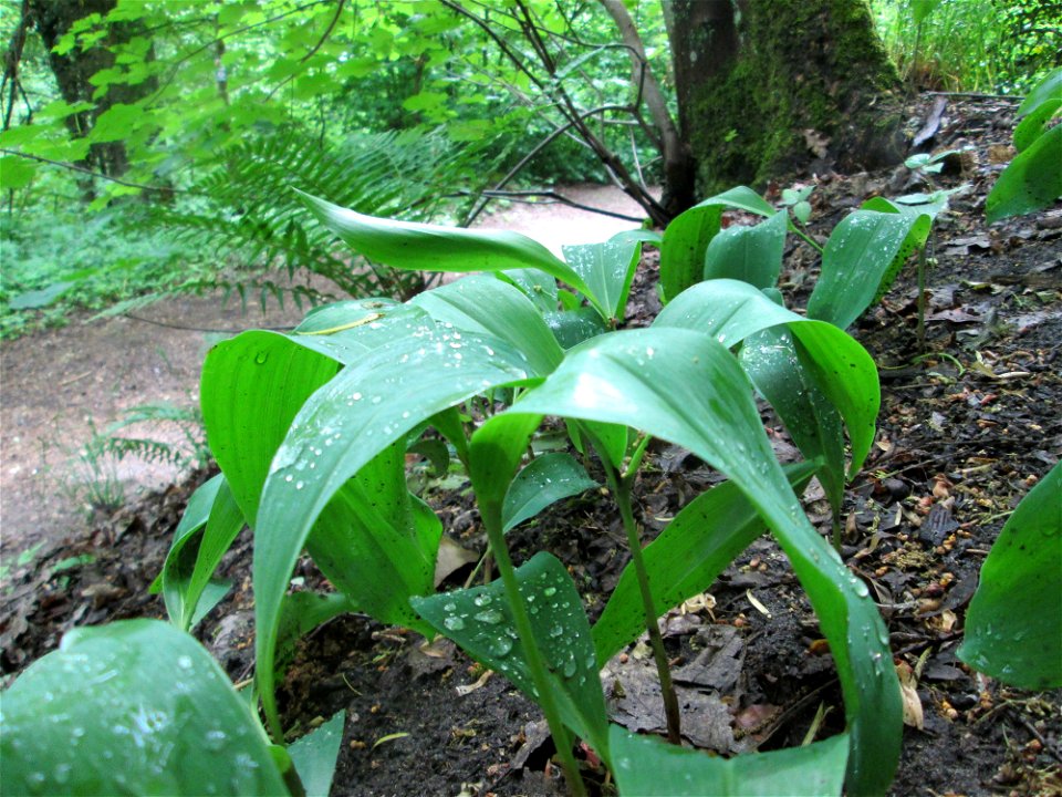 Maiglöckchen (Convallaria majalis) am Kaninchenberg (Landschaftsschutzgebiet) in Saarbrücken