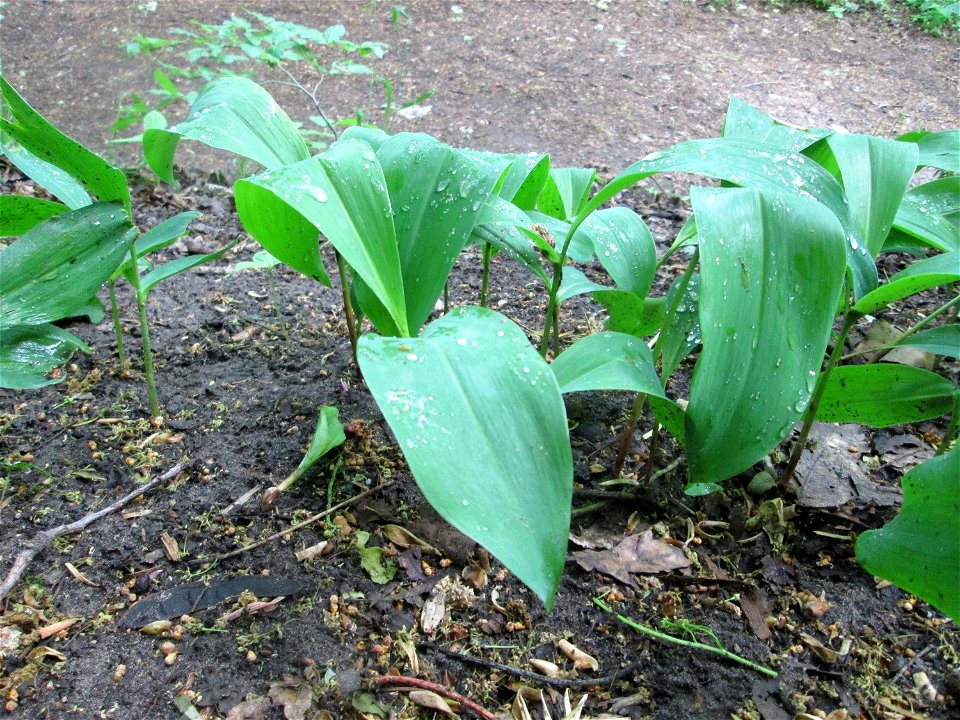 Maiglöckchen (Convallaria majalis) am Kaninchenberg (Landschaftsschutzgebiet) in Saarbrücken