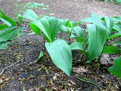Maiglöckchen (Convallaria majalis) am Kaninchenberg (Landschaftsschutzgebiet) in Saarbrücken
