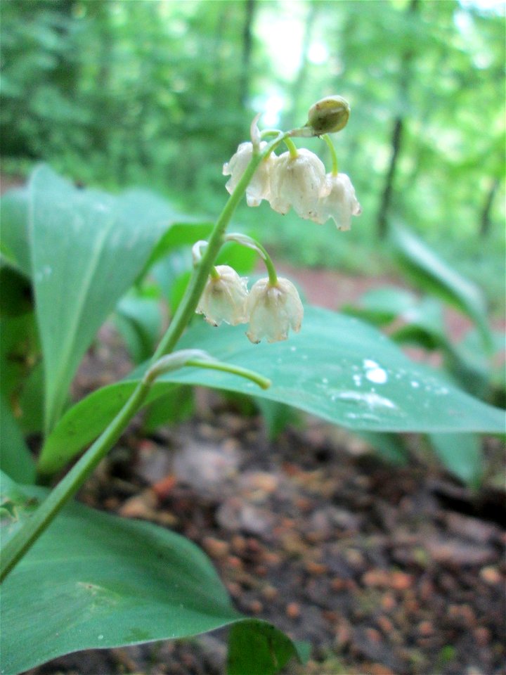 Maiglöckchen (Convallaria majalis) am Kaninchenberg (Landschaftsschutzgebiet) in Saarbrücken