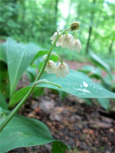 Maiglöckchen (Convallaria majalis) am Kaninchenberg (Landschaftsschutzgebiet) in Saarbrücken