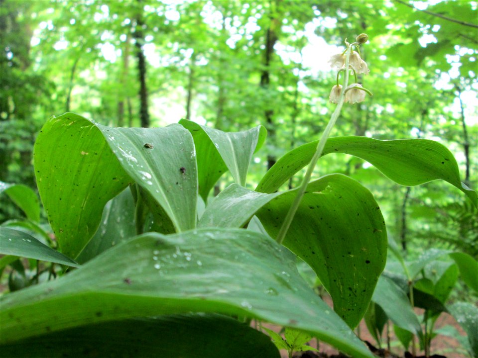 Maiglöckchen (Convallaria majalis) am Kaninchenberg (Landschaftsschutzgebiet) in Saarbrücken