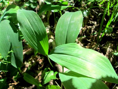 Maiglöckchen (Convallaria majalis) im Naturschutzgebiet „Ketscher Rheininsel“