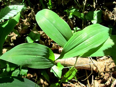 Maiglöckchen (Convallaria majalis) im Naturschutzgebiet „Ketscher Rheininsel“
