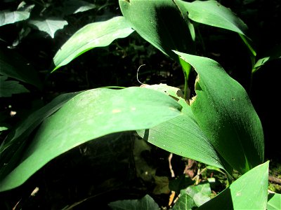 Maiglöckchen (Convallaria majalis) im unteren Saubusch in der Schwetzinger Hardt