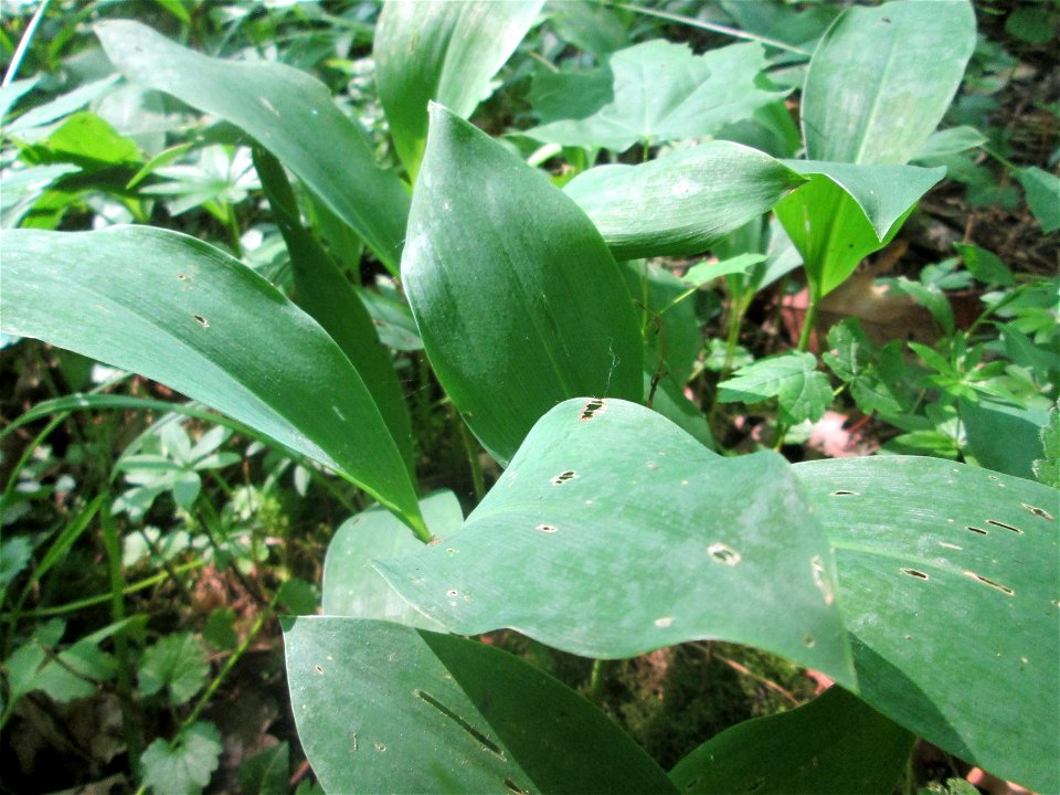 Maiglöckchen (Convallaria majalis) im unteren Saubusch in der Schwetzinger Hardt