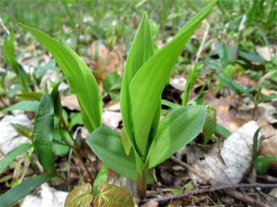 erste Maiglöckchen (Convallaria majalis) in der Schwetzinger Hardt