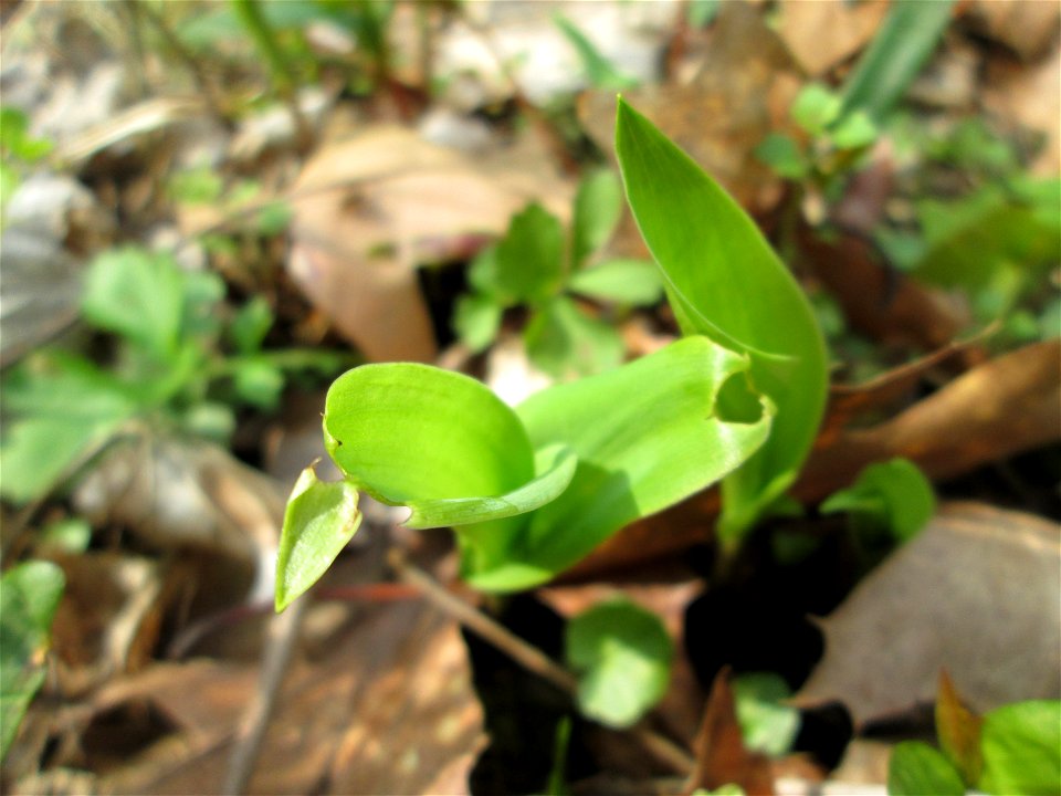 erste Maiglöckchen (Convallaria majalis) in der Schwetzinger Hardt