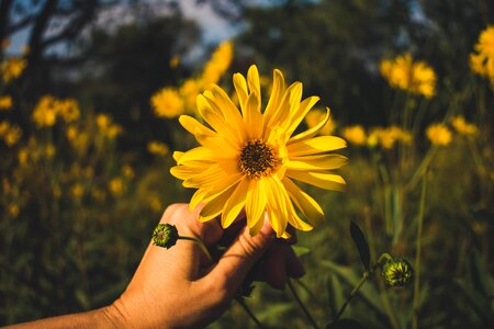 Hand blossom bloom