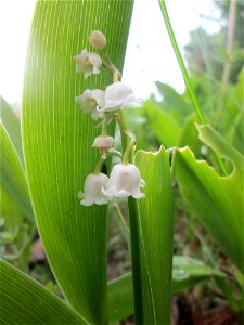 Maiglöckchen (Convallaria majalis) am Waldrand im Landschaftsschutsgebiet „Saalbachniederung“