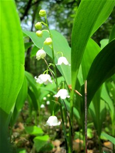 Maiglöckchen (Convallaria majalis) im Unteren Saubusch (Bannwaldbereich) in der Schwetzinger Hardt