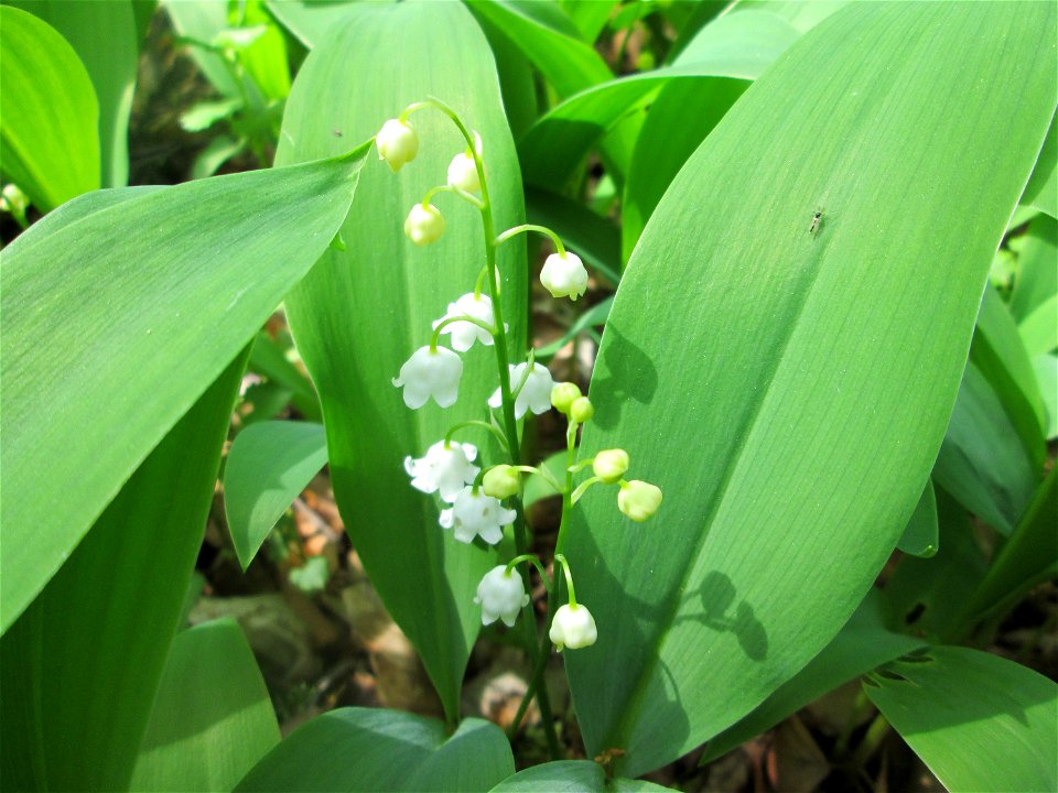 Maiglöckchen (Convallaria majalis) im Unteren Saubusch (Bannwaldbereich) in der Schwetzinger Hardt