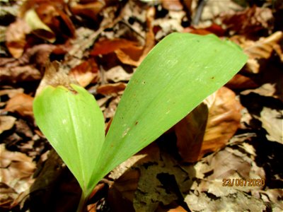 Maiglöckchen (Convallaria majalis) am oberen Felsenweg in Saarbrücken