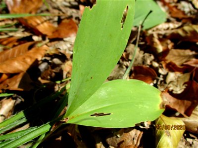 Maiglöckchen (Convallaria majalis) am oberen Felsenweg in Saarbrücken