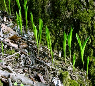 Convallaria majalis, young shoots, Heinsheim, Germany