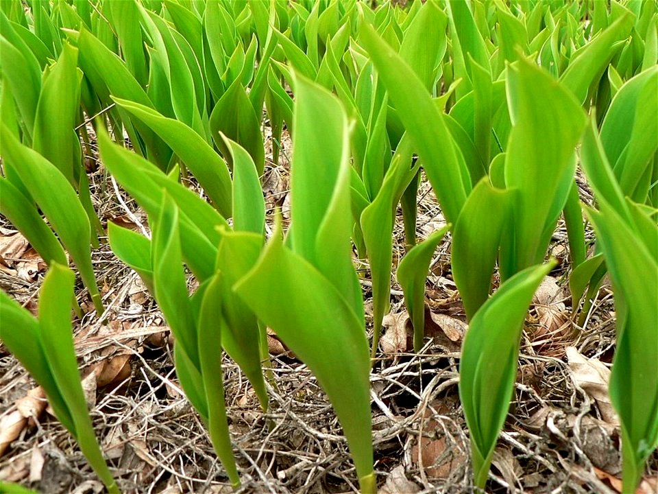 Image title: Lillies of the valley Image from Public domain images website, http://www.public-domain-image.com/full-image/flora-plants-public-domain-images-pictures/flowers-public-domain-images-pictur photo