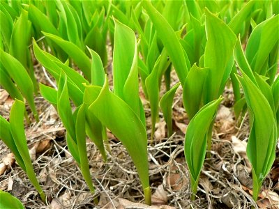 Image title: Lillies flowers close up Image from Public domain images website, http://www.public-domain-image.com/full-image/flora-plants-public-domain-images-pictures/flowers-public-domain-images-pic photo