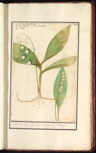IdentificatieTitel(s): Lelietje-van-dalen (Convallaria majalis)Lelien van daele. / Lilium Convallium / Muguet (titel op object)Objecttype: tekening Objectnummer: RP-T-BR-2017-1-11-33Omschrijving: Leli