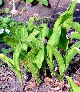 Striped Lily-of-the valley taken early spring of 2007 by Paul Henjum.