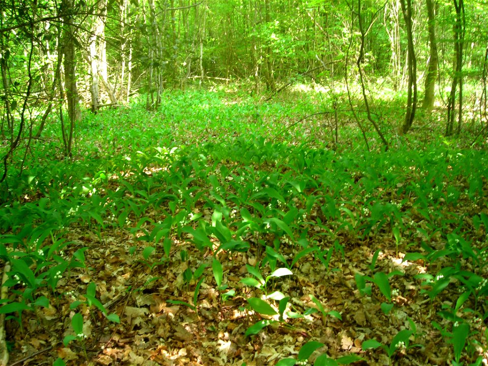 Muguet dans son environnement