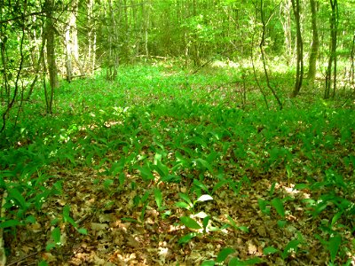 Muguet dans son environnement