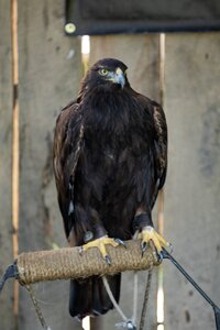Raptor falcon predator