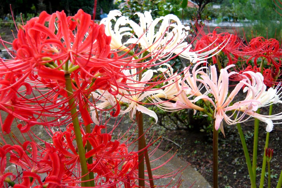 Lycoris radiata　Red&White