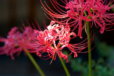 Red spider lily photo