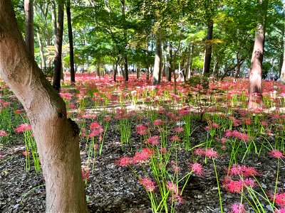 千葉県松戸市にある寺院