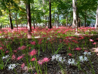 千葉県松戸市にある寺院