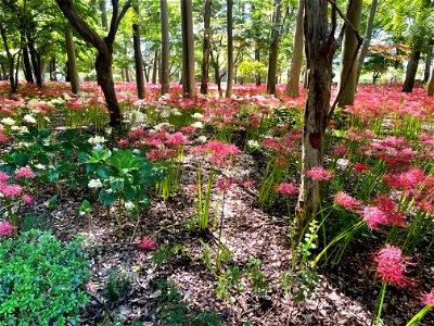 千葉県松戸市にある寺院