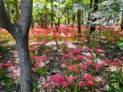 千葉県松戸市にある寺院