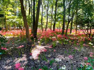 千葉県松戸市にある寺院
