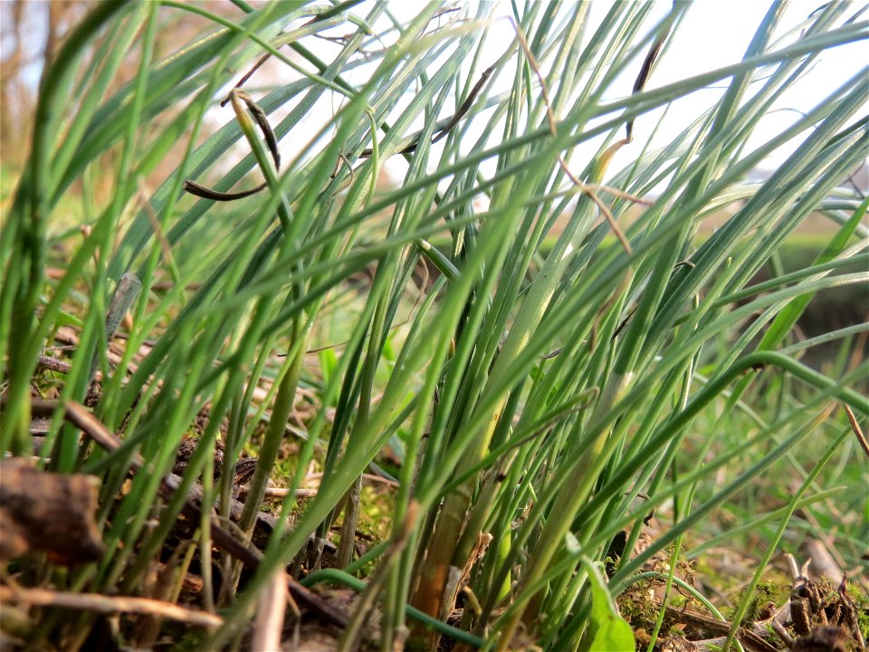 Schnittlauch (Allium schoenoprasum) im Hockenheimer Rheinbogen