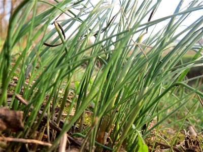 Schnittlauch (Allium schoenoprasum) im Hockenheimer Rheinbogen