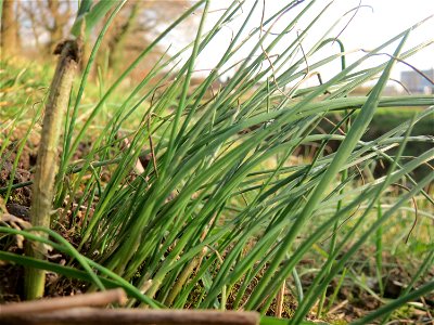 Schnittlauch (Allium schoenoprasum) im Hockenheimer Rheinbogen photo