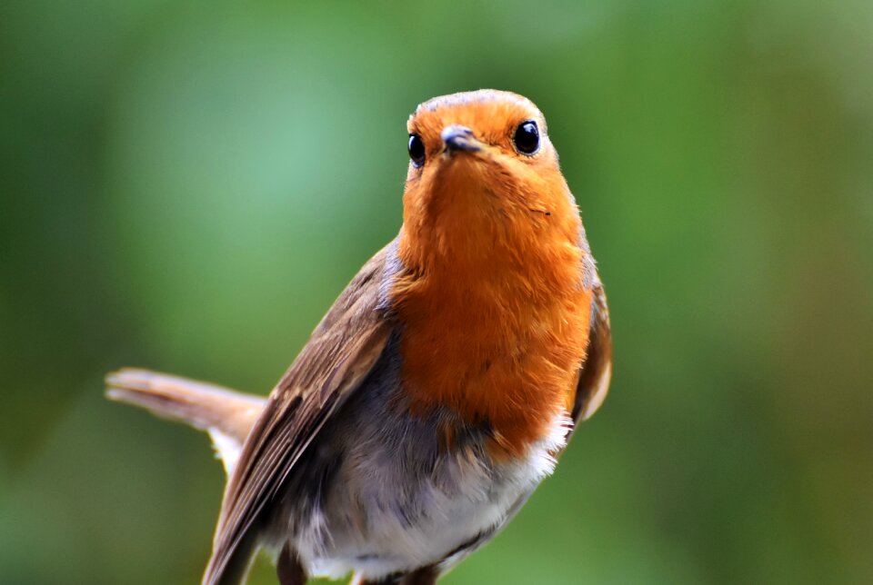 Animal small bird nature