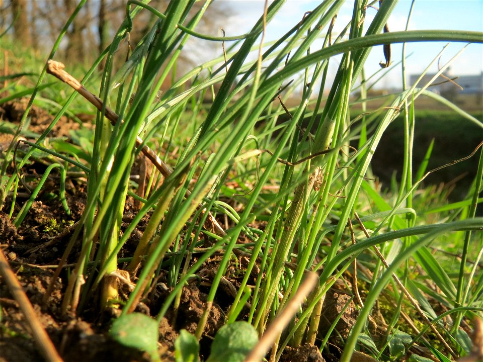 Schnittlauch (Allium schoenoprasum) im Hockenheimer Rheinbogen