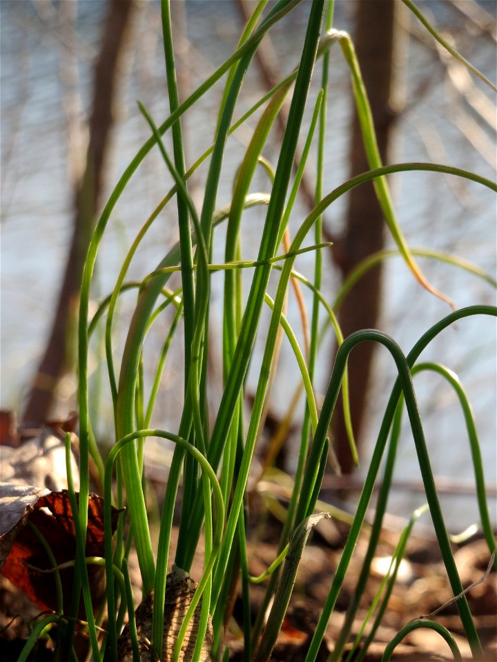Wilder Schnittlauch (Allium schoenoprasum) an der Saar in Saarbrücken