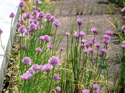 Schnittlauch (Allium schoenoprasum) auf dem Hauptfriedhof Saarbrücken photo