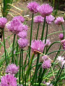 Schnittlauch (Allium schoenoprasum) auf dem Hauptfriedhof Saarbrücken