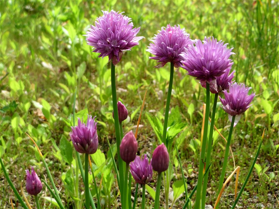 Schnittlauch (Allium schoenoprasum) auf dem Hauptfriedhof Saarbrücken