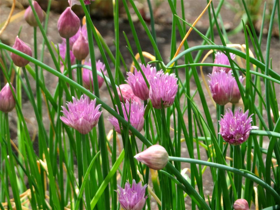 Schnittlauch (Allium schoenoprasum) auf dem Hauptfriedhof Saarbrücken