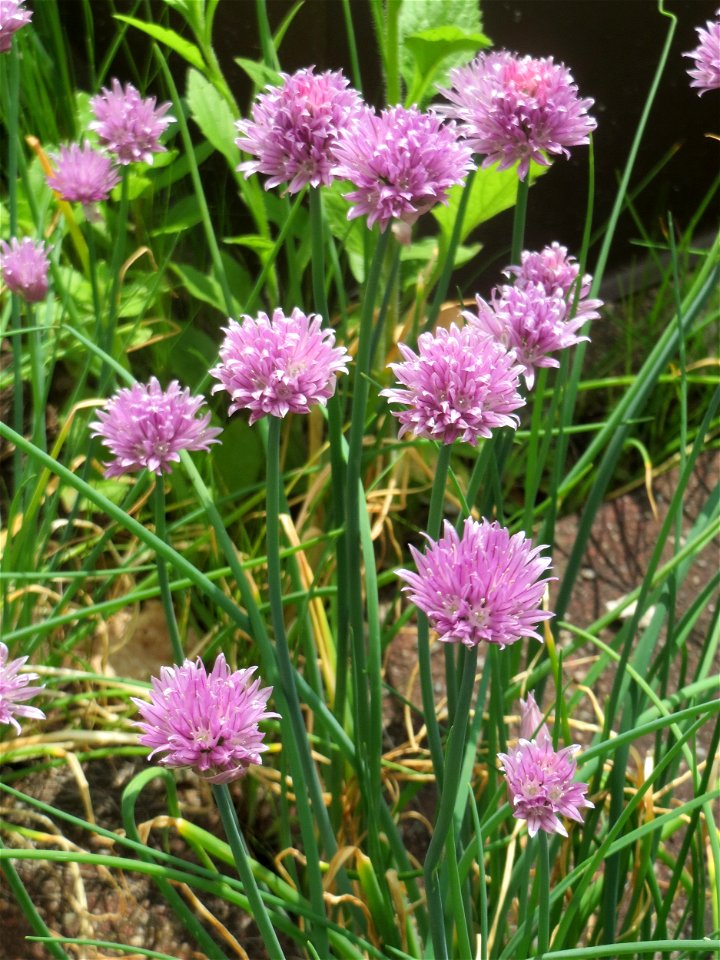 Schnittlauch (Allium schoenoprasum) auf dem Hauptfriedhof Saarbrücken
