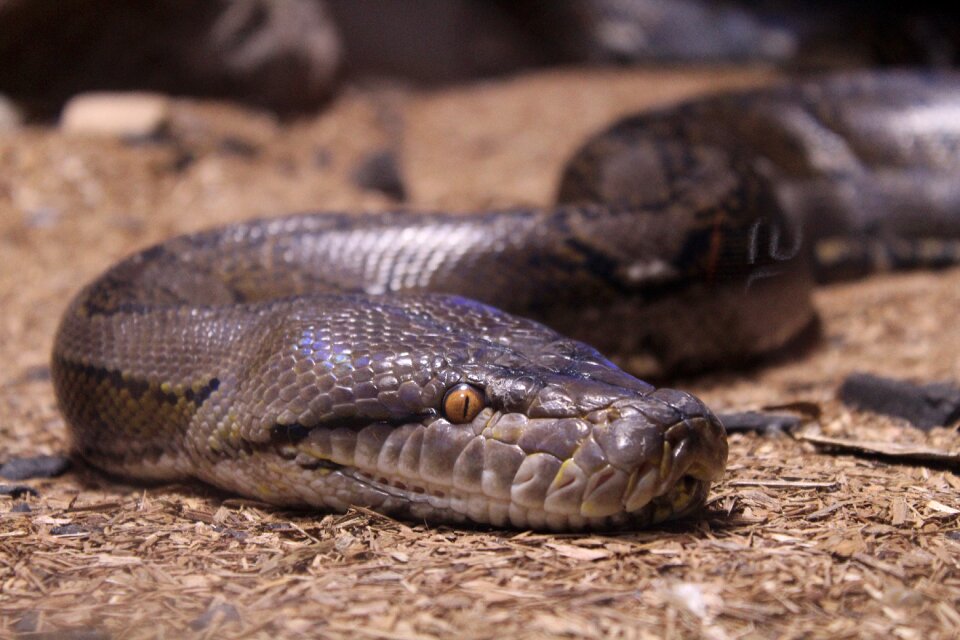Animal wildlife python photo