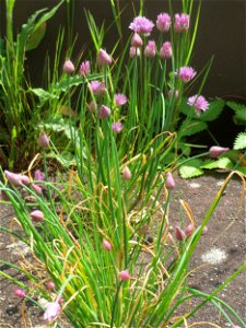 Schnittlauch (Allium schoenoprasum) auf dem Hauptfriedhof Saarbrücken photo