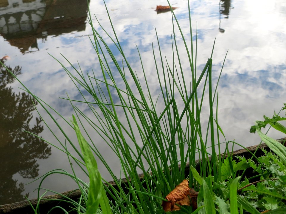 Schnittlauch (Allium schoenoprasum) am Zähringer Kanal (Leimbach) in Schwetzingen